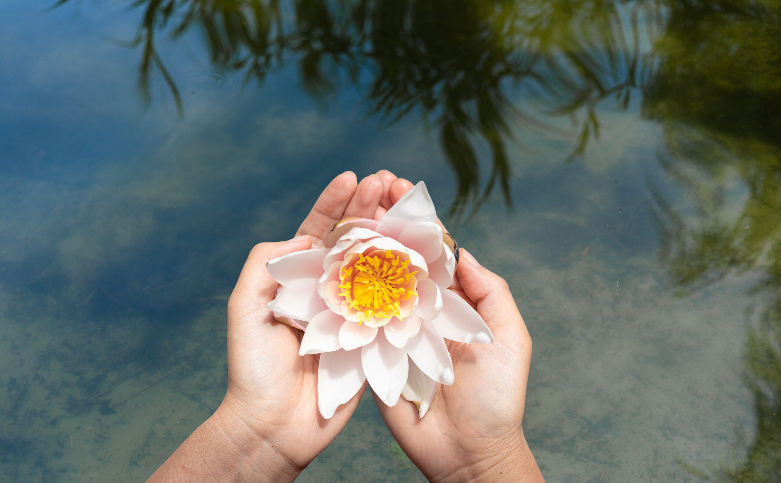 lotus-flower-in-hand-on-a-background-of-water-and-2025-03-13-00-16-23-utc (1) formation yoga - femme faisant du yoga